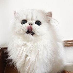 淫秽大全第八期
